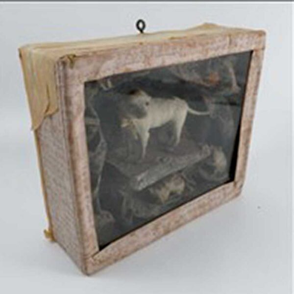 A cased Victorian taxidermy model, of a miniature dog standing on rocks with two taxidermy mice below, 10ins x 11.5ins x 3.5ins